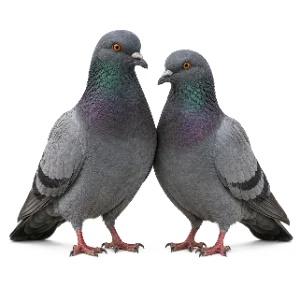 שתי יונים